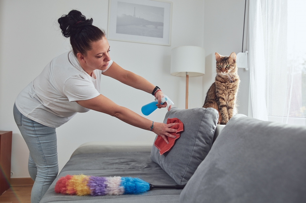 woman,cleaning,couch,sofa,in,the,apartment,with,the,cat